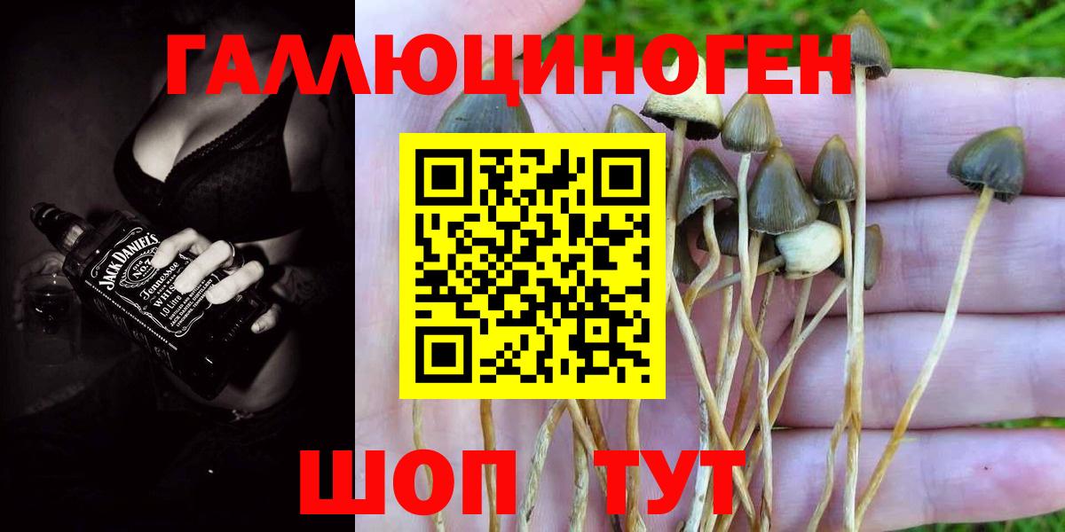 Галлюциногенные грибы Psilocybe Белебей